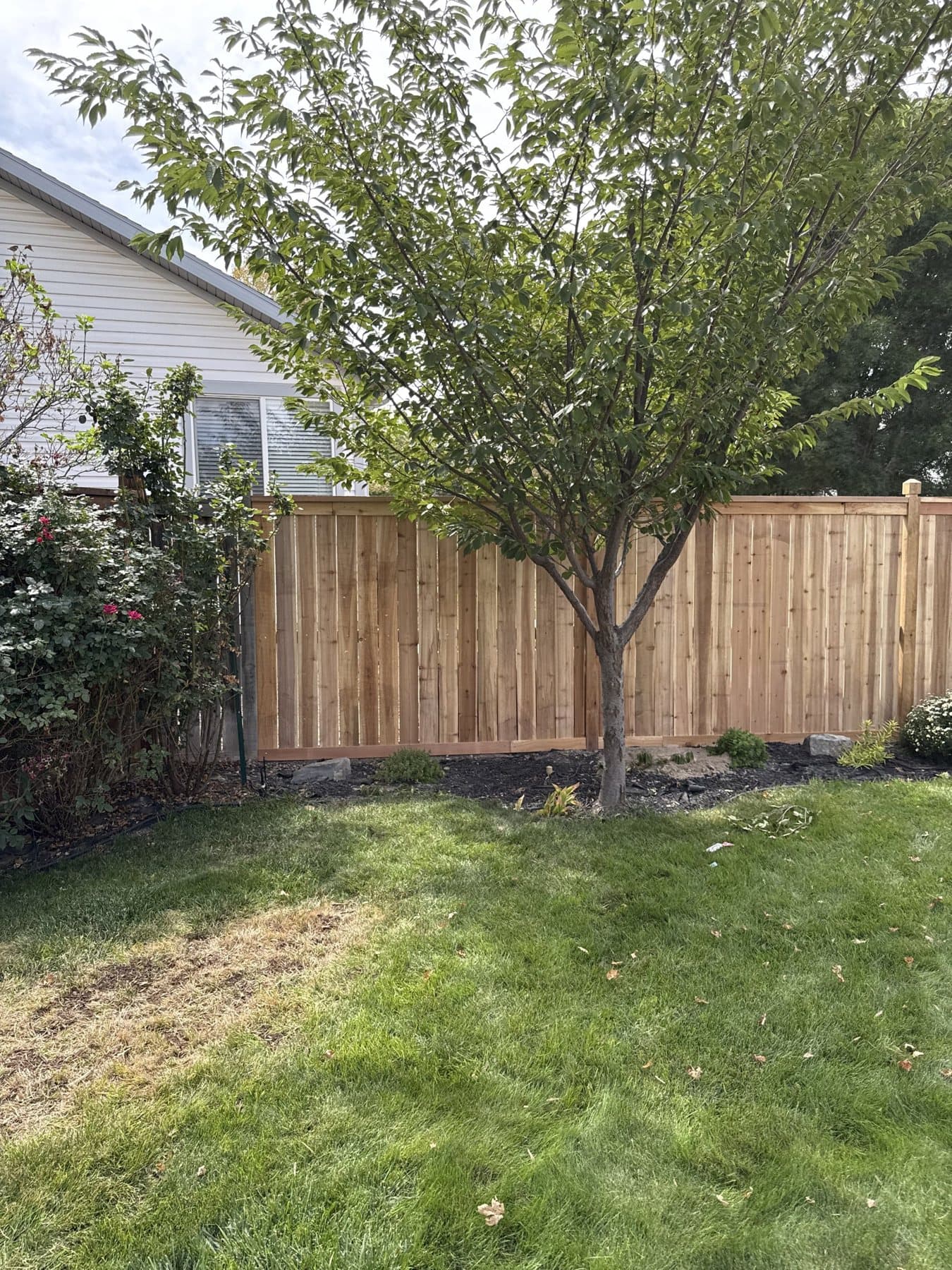 Cedar privacy fence with a shade tree in Utah County